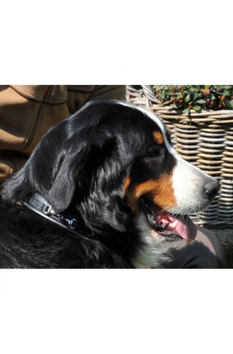leather dog collar -bit-